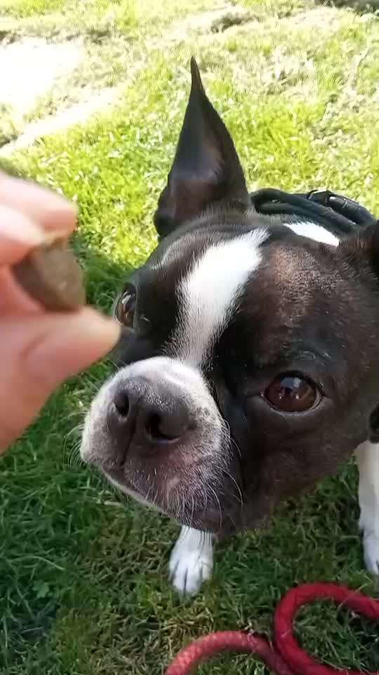 Dogorama Blog Challenge: Hundetricks-Beitrag-Bild