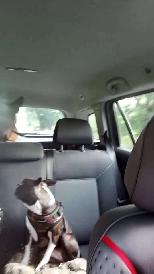 Hier ist der Spaßthread. Zum Schmunzeln und Kaputtlachen-Beitrag-Bild