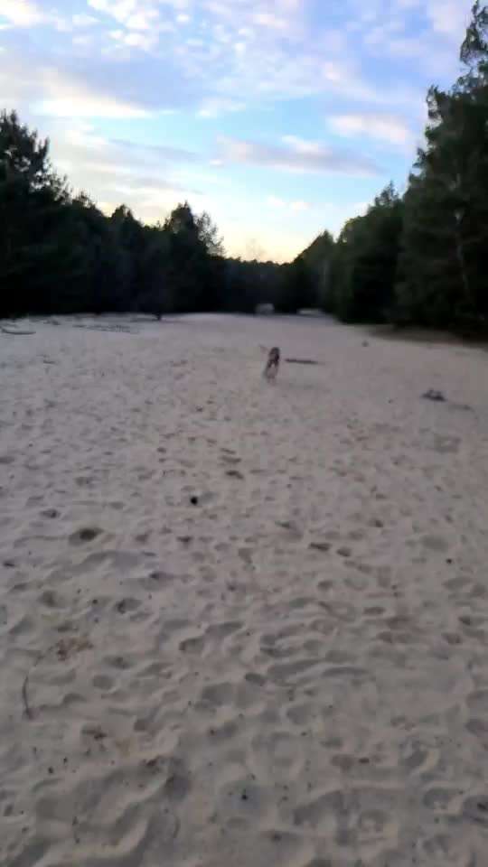 Windhunde - Treffen der besonderen Schönheiten
HERZLICH WILLKOMMEN-Beitrag-Bild