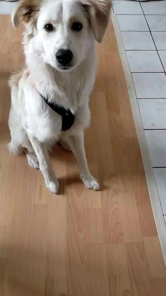 Welpe schreit wenn er andere Hunde sieht-Beitrag-Bild