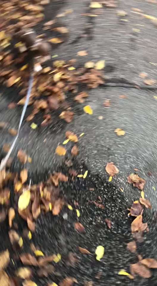 Wo sind die Chihuahua Besitzer ?-Beitrag-Bild