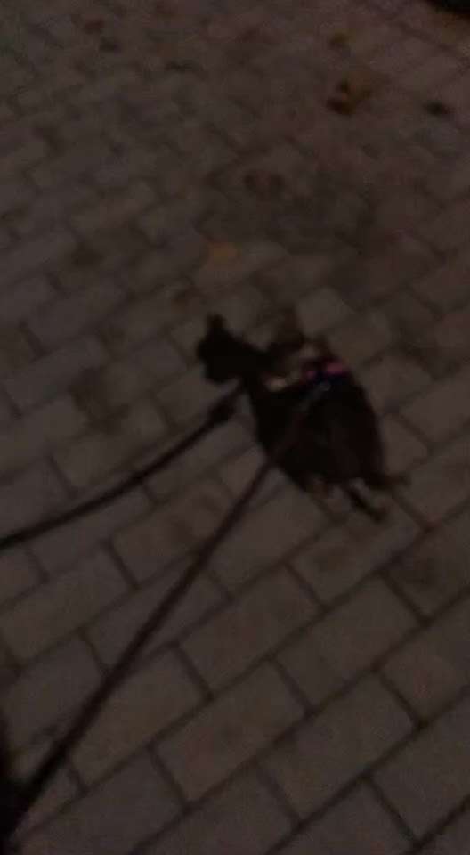 Wo sind die Chihuahua Besitzer ?-Beitrag-Bild