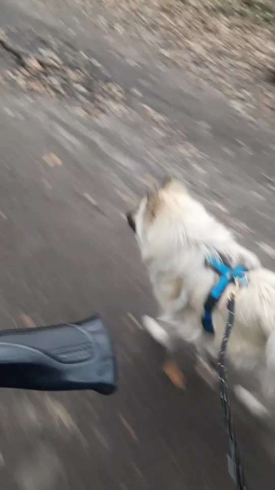 Radfahren mit Hund-Beitrag-Bild