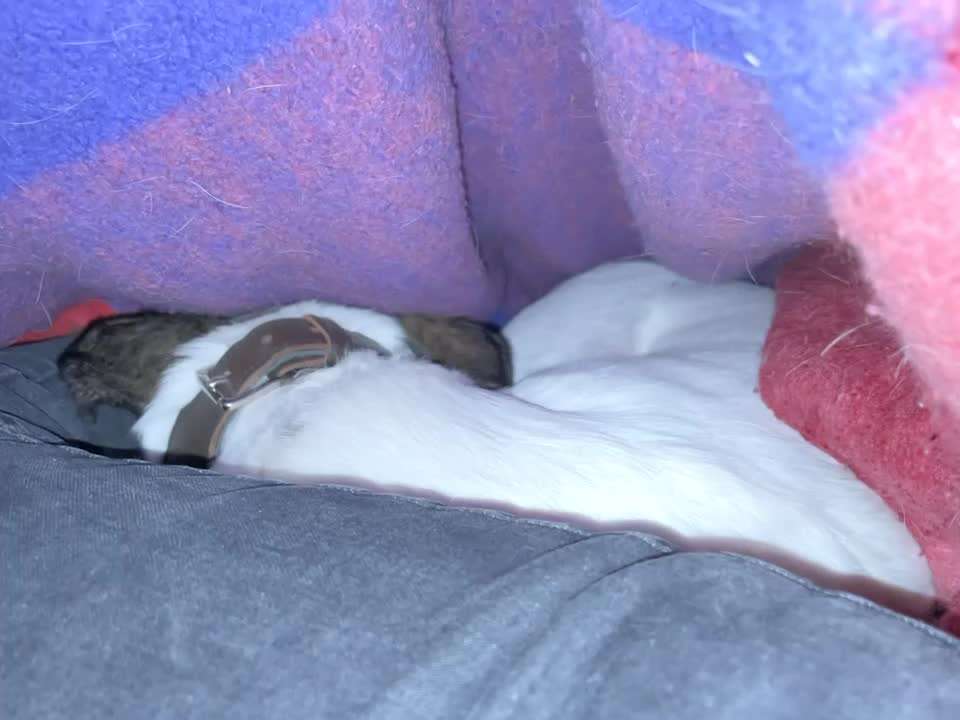 Darf der Hund bei Euch im Bett schlafen?-Beitrag-Bild