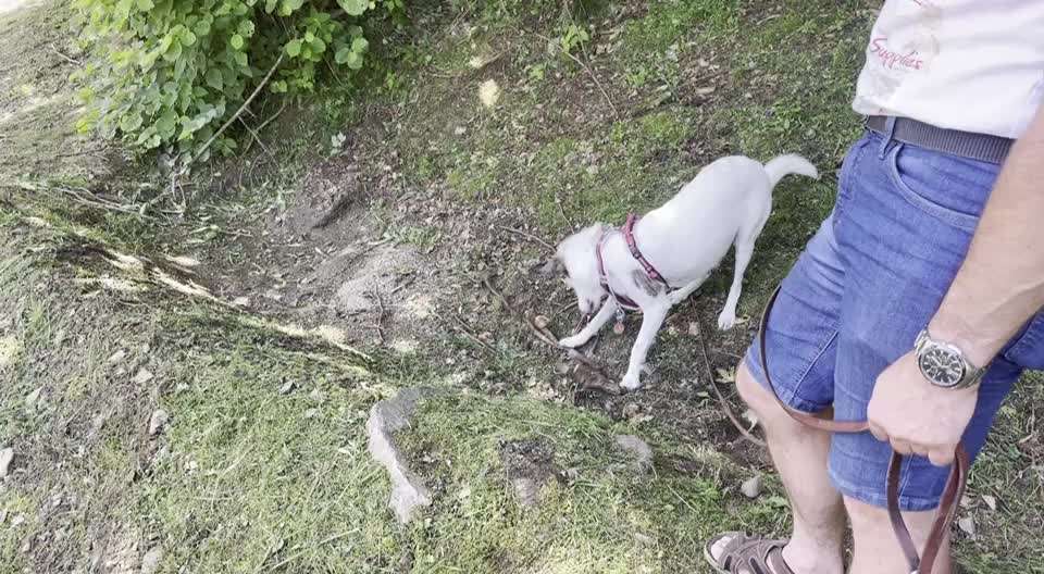 Video-Challange Nr. 9
Der unsinnige Hund-Beitrag-Bild