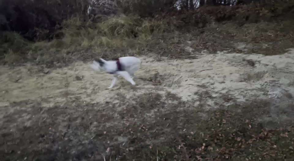 Zeigt hier Euer liebstes Video Eurer Hunde-Beitrag-Bild