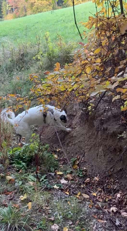 Hunde Memes-Beitrag-Bild