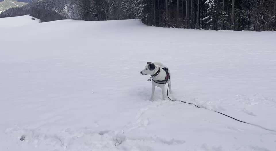 Hunde aus Griechenland-Beitrag-Bild
