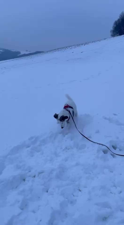 Video Challenge Nr. 12
Ein glücklicher Hund-Beitrag-Bild