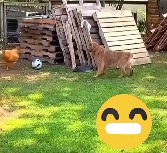 Hunde Memes-Beitrag-Bild