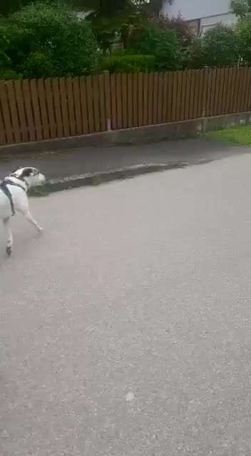 Mantrailing: Hündin "verläuft" sich regelmäßig-Beitrag-Bild