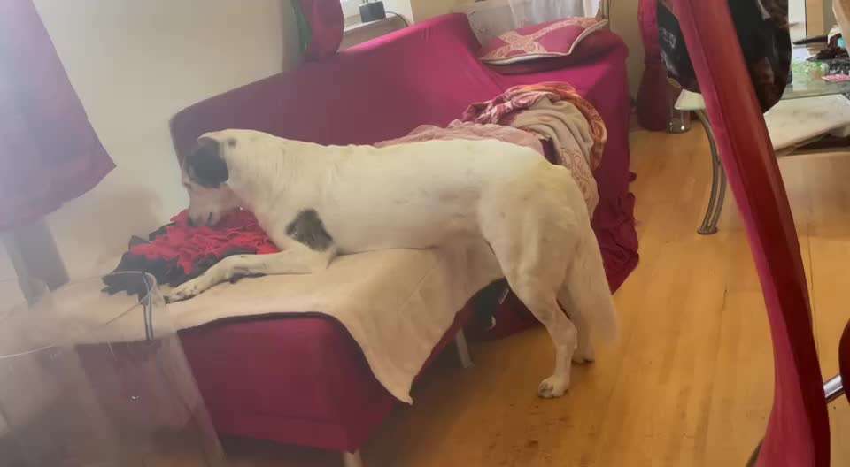 Hunde Memes-Beitrag-Bild