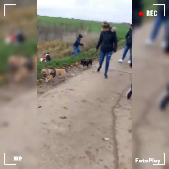 Hunde treffen ? Nutzt ihr die Funktion oder nicht-Beitrag-Bild