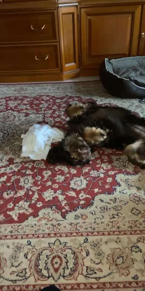 Her mit dem Grimassen-Beitrag-Bild