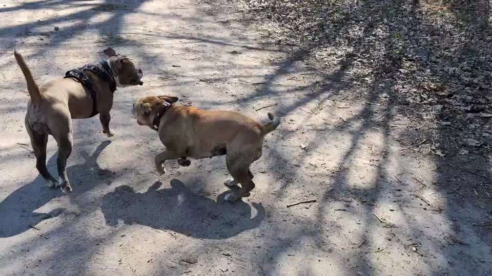 aktuelles Foto Gruppe Bulldoggen aus HH
