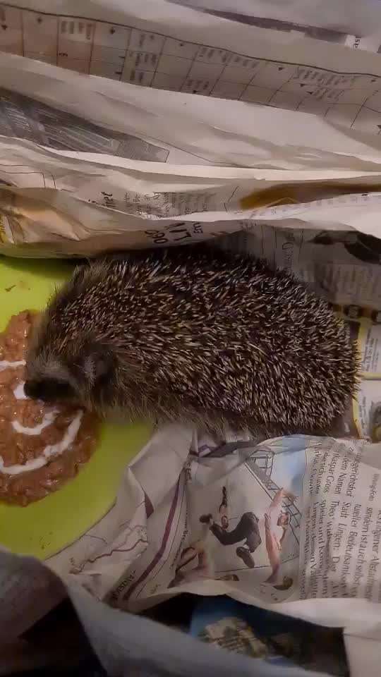 Die besten Gassifunde-Beitrag-Bild