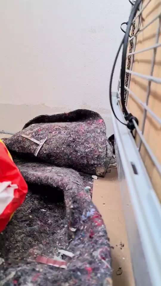 Flohproblematik :(-Beitrag-Bild