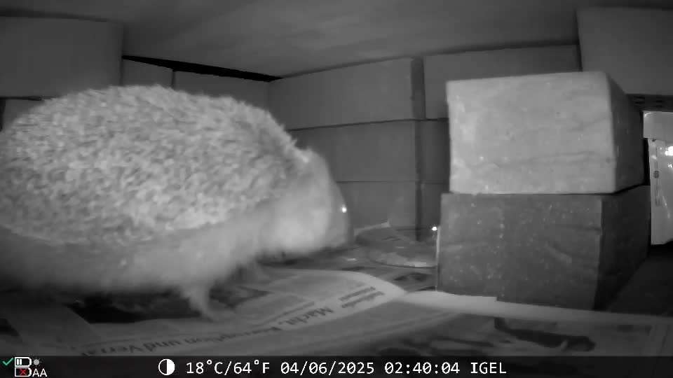 Flohproblematik :(-Beitrag-Bild