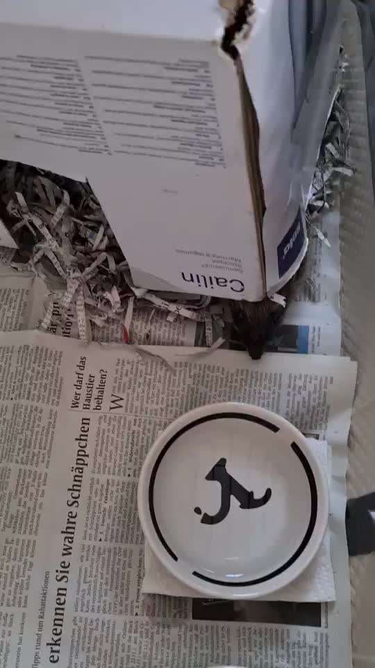 Flohproblematik :(-Beitrag-Bild