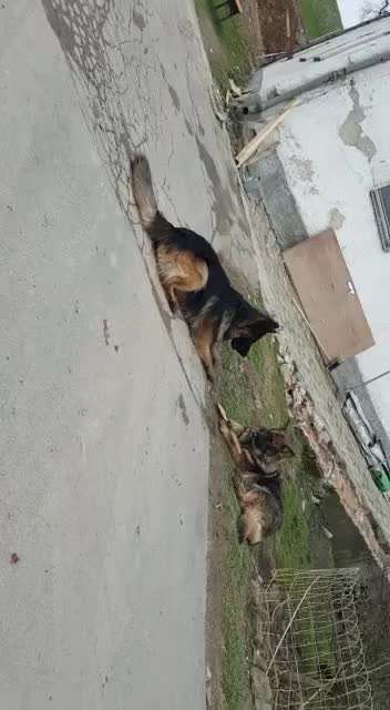 Bester Freund, Hundekumpel - zeigt her!-Beitrag-Bild