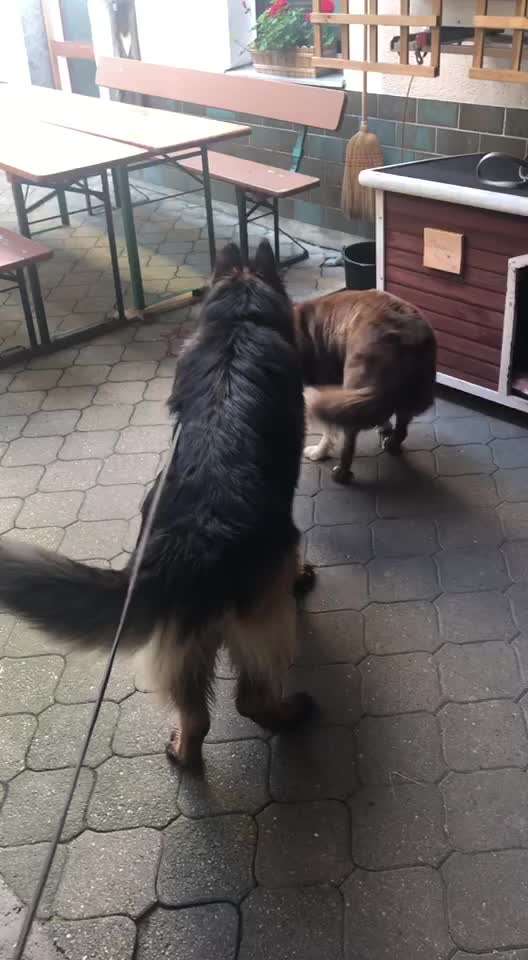 Bester Freund, Hundekumpel - zeigt her!-Beitrag-Bild