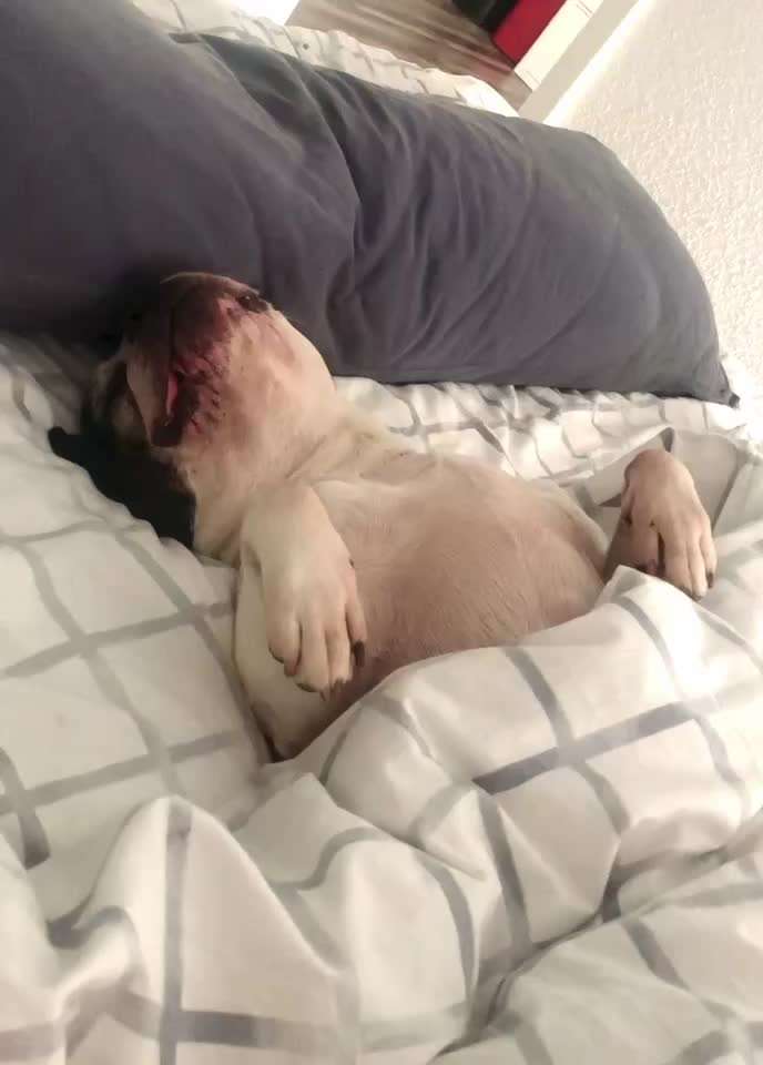 Darf der Hund bei Euch im Bett schlafen?-Beitrag-Bild