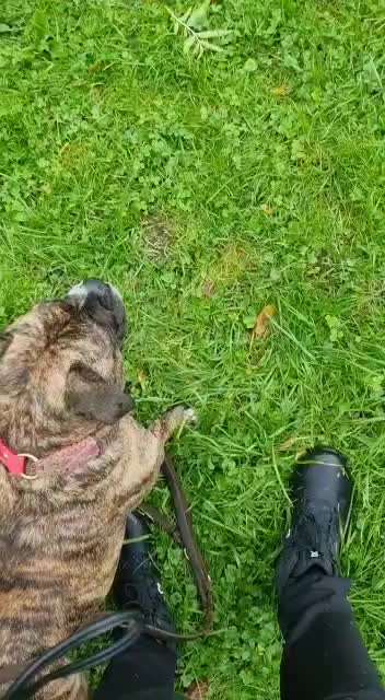 Analyse & Interpretation von Verhalten-Beitrag-Bild