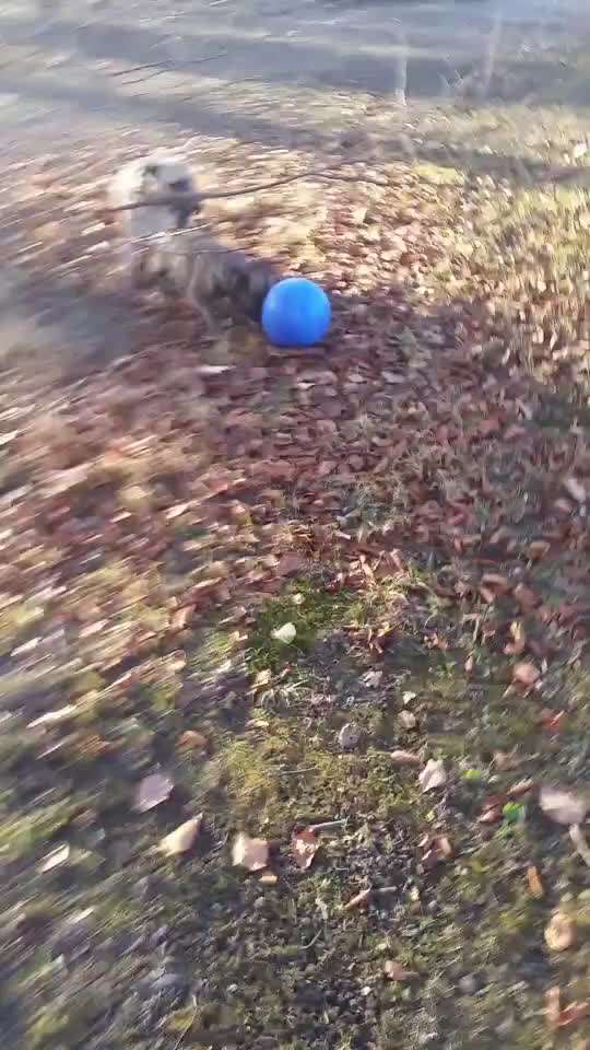 Trick Challenge Nr. 21 Treibball-Beitrag-Bild