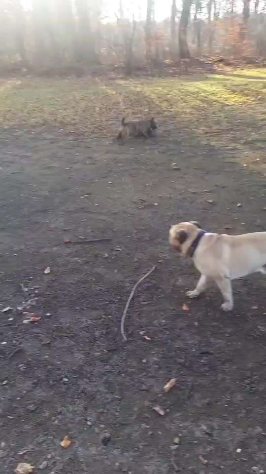 Trick Challenge Nr. 21 Treibball-Beitrag-Bild