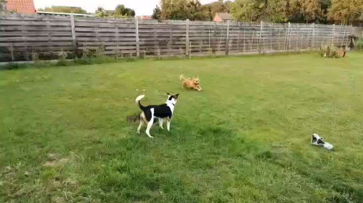 TierschutzhundeStammtisch🐕-Beitrag-Bild