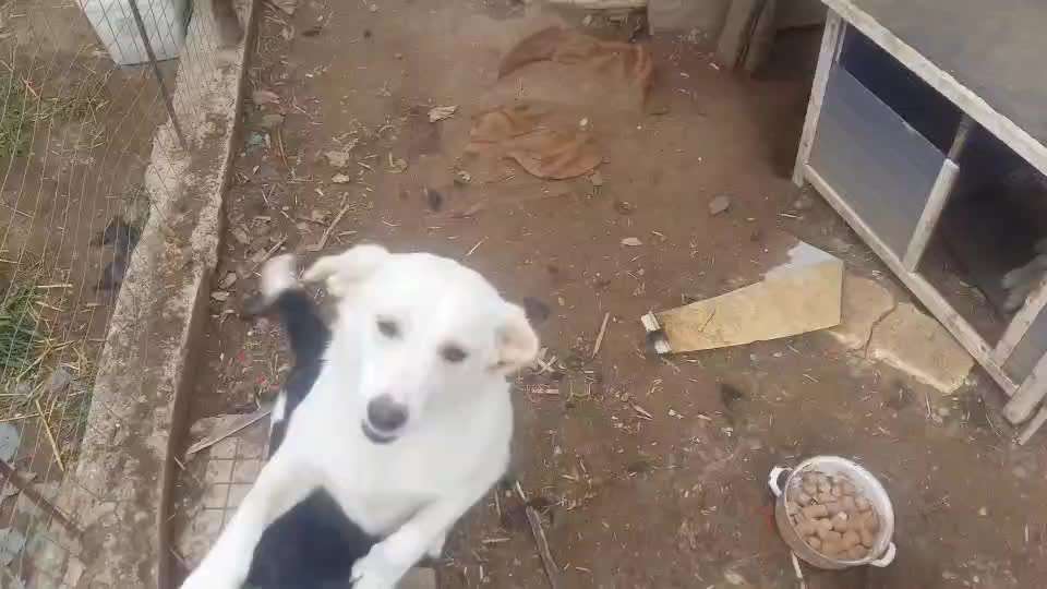 TierschutzhundeStammtisch🐕-Beitrag-Bild