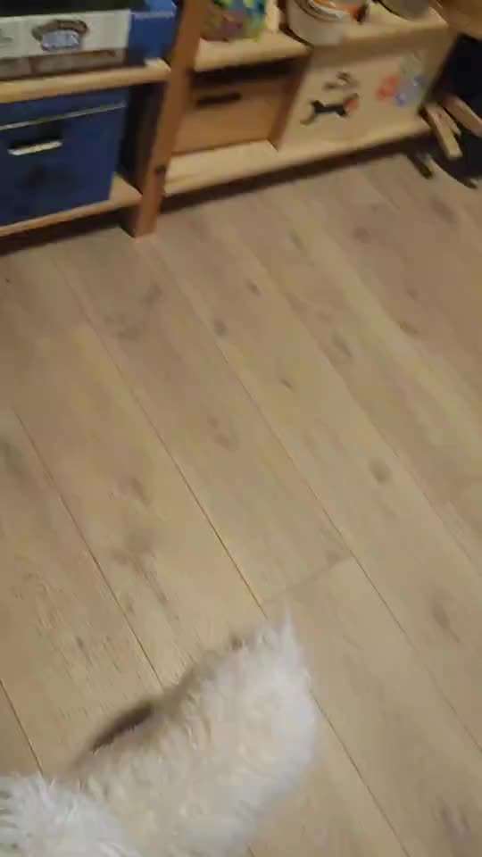 Nr. 62 Impulskontroll Challenge:
Nicht aus dem Kommando rufen lassen-Beitrag-Bild