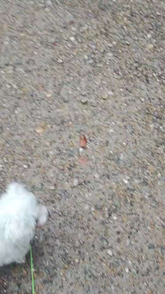 61. impulskontroll  Übung  : schnüffeln aber mit Pause-Beitrag-Bild