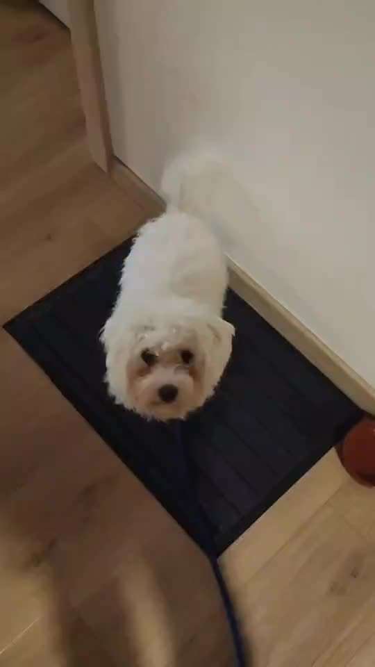 Nr. 62 Impulskontroll Challenge:
Nicht aus dem Kommando rufen lassen-Beitrag-Bild