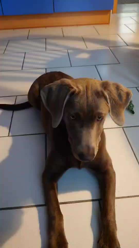 Labradorfans-Beitrag-Bild