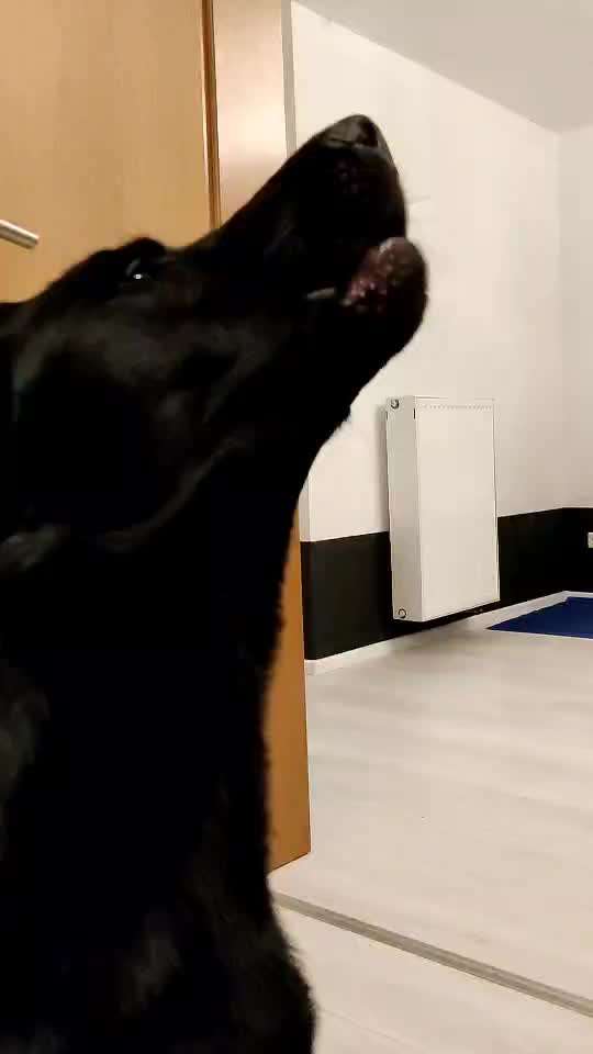 Hier ist der Spaßthread. Zum Schmunzeln und Kaputtlachen-Beitrag-Bild