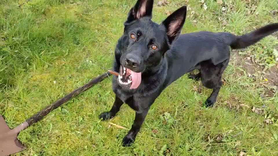 Alles rund um den Schäferhund, diskutieren erwünscht.-Beitrag-Bild