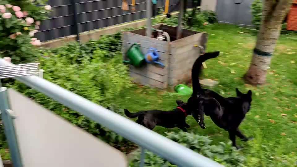 Sozialisation von großen und kleinen Hunden-Beitrag-Bild