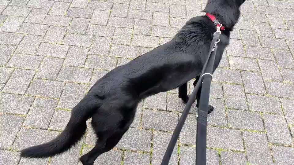 Von Ups-Würfen und der Corona Zeit-Beitrag-Bild