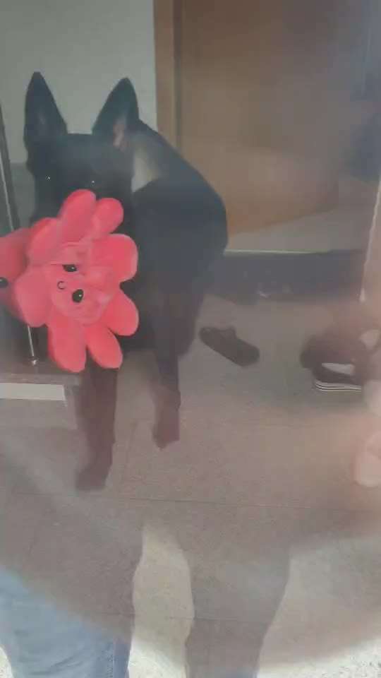 Alles rund um den Schäferhund, diskutieren erwünscht.-Beitrag-Bild