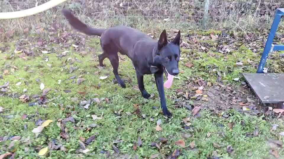 Zeigt hier Euer liebstes Video Eurer Hunde-Beitrag-Bild