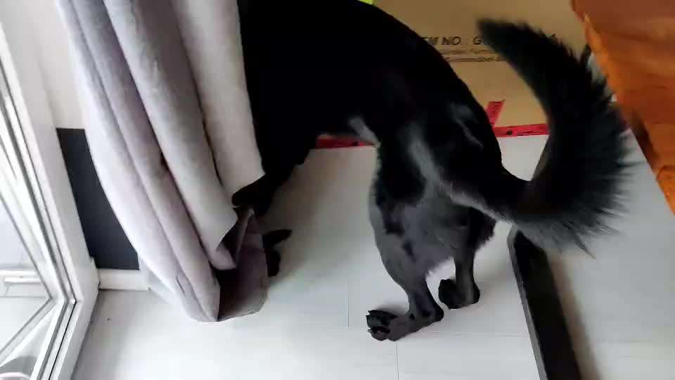 Kleiner Hund attackiert großen Hund-Beitrag-Bild