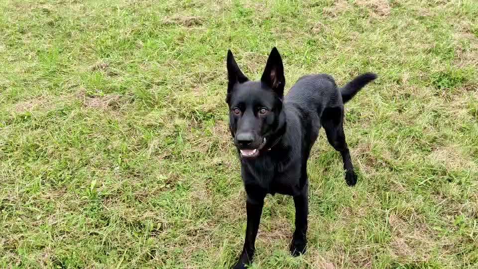 Alles rund um den Schäferhund, diskutieren erwünscht.-Beitrag-Bild