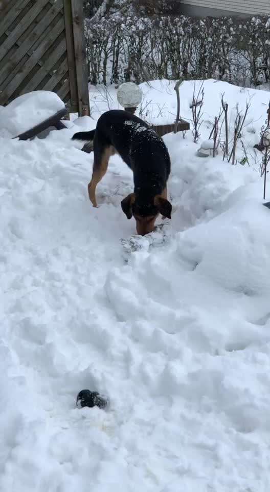 Zeigt hier Euer liebstes Video Eurer Hunde-Beitrag-Bild