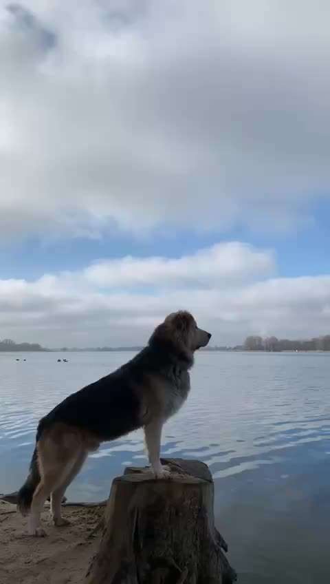 Herdenschutzhunde-Beitrag-Bild