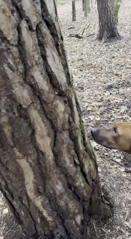 Rhodesian Ridgeback-Beitrag-Bild