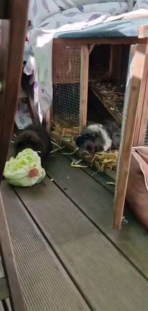 35. Impulskontrollübung "Kontakt mit anderen Tieren"-Beitrag-Bild