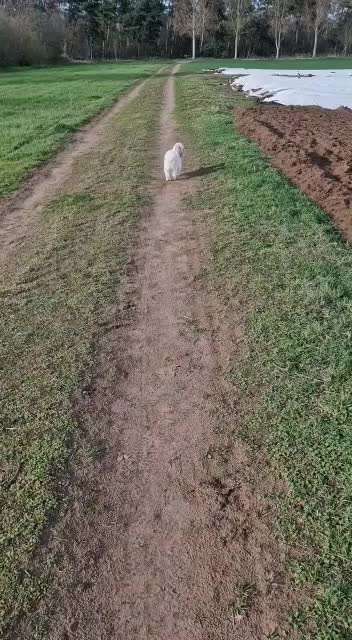 Rückruf aus dem (Weg)Laufen-Beitrag-Bild