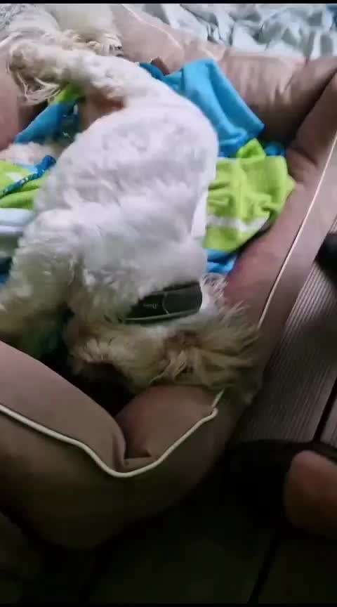 Mein Hund buddelt gerne...-Beitrag-Bild