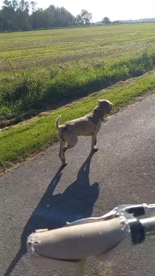 Radfahren mit Hund-Beitrag-Bild